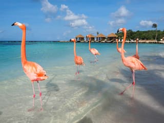 Aruba