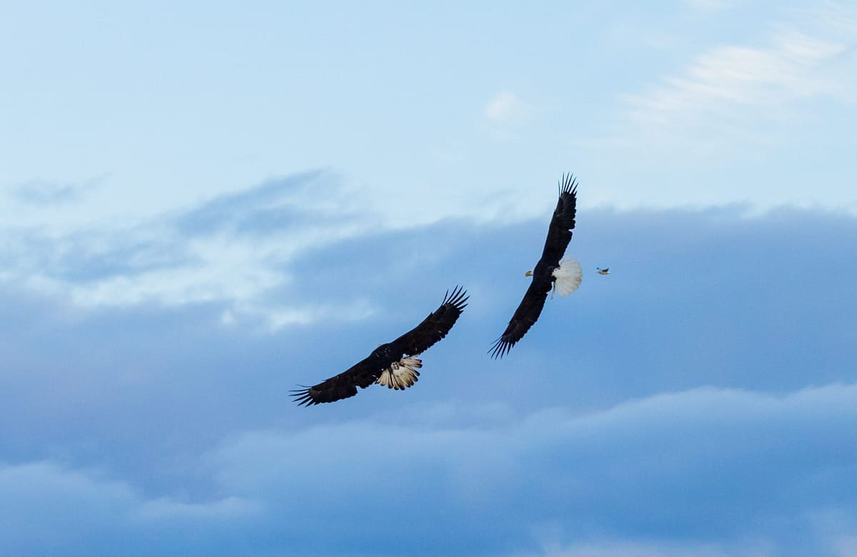 Eagle