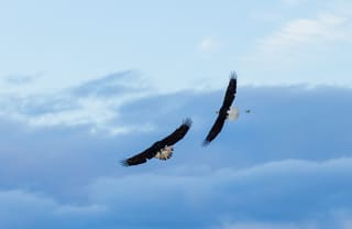 Eagle