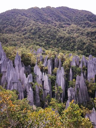 Marudi