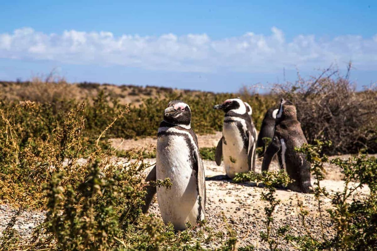 Puerto Madryn