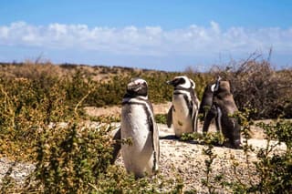 Puerto Madryn