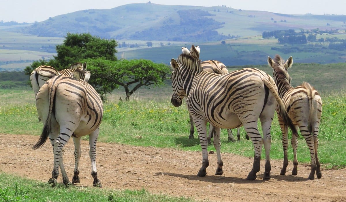 Pietermaritzburg