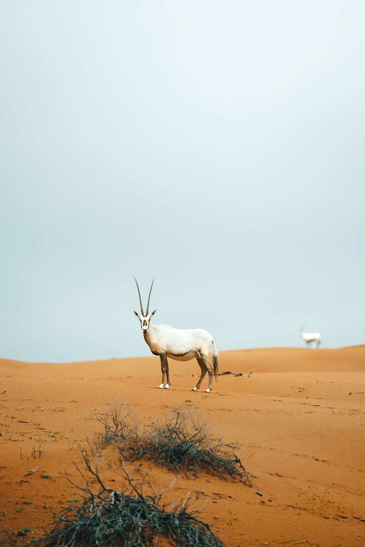 Ras Al Khaimah