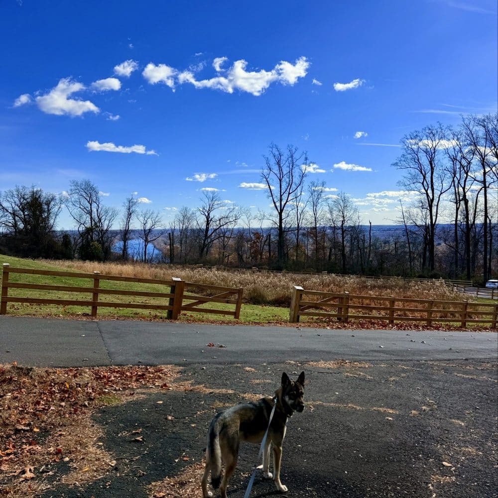 Ewing Township