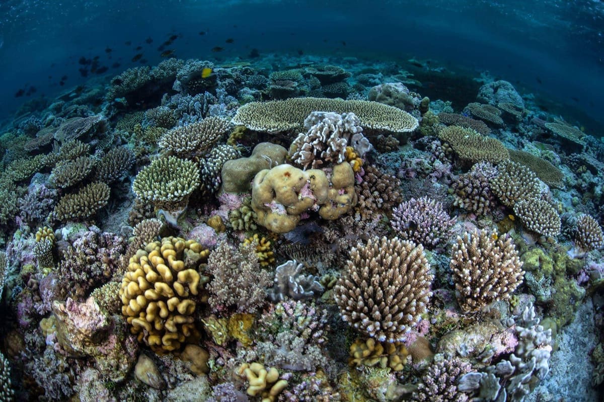 Wangi-wangi Island
